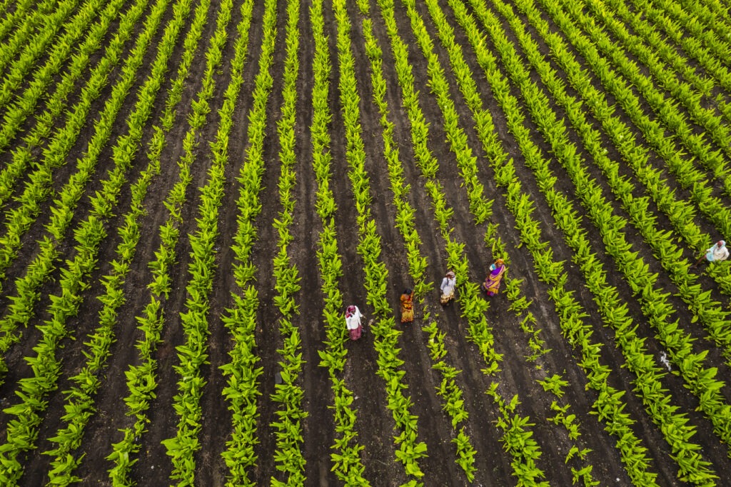 Campo de agricultura
